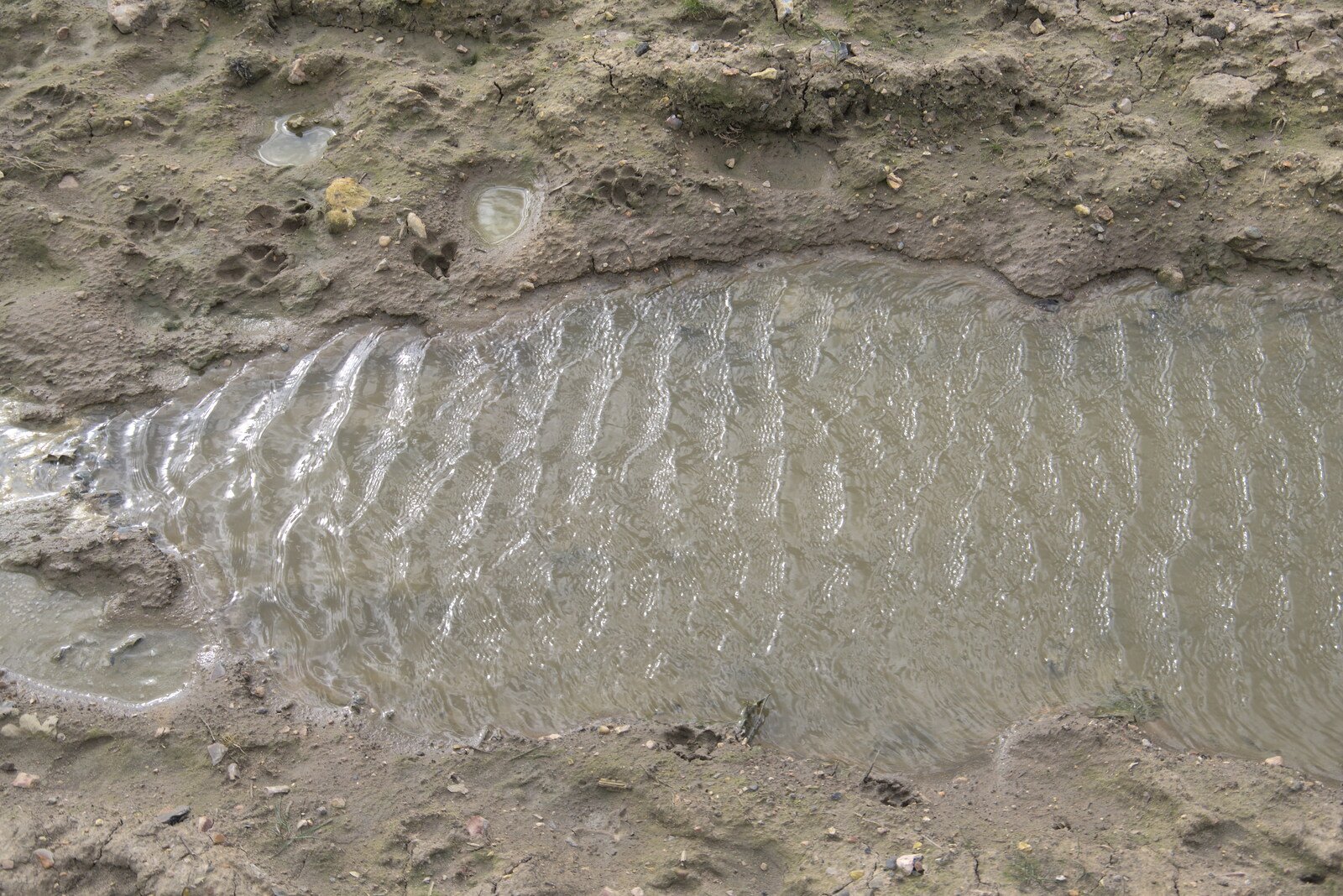 A puddle demonstrates perfectly how waves form from Another Walk on Eye Airfield, Eye, Suffolk - 14th March 2021