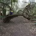 Harry in a tree, Another Walk on Eye Airfield, Eye, Suffolk - 14th March 2021