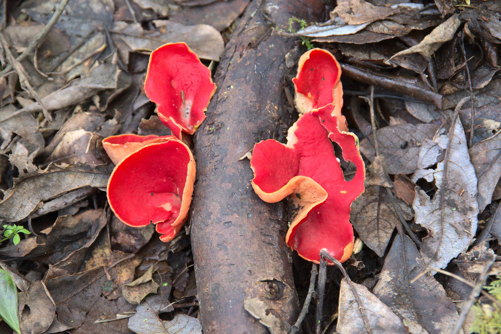 Thousands of Scarlet Elf Cups have appeared from Another Walk on Eye Airfield, Eye, Suffolk - 14th March 2021