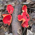 Thousands of Scarlet Elf Cups have appeared, Another Walk on Eye Airfield, Eye, Suffolk - 14th March 2021