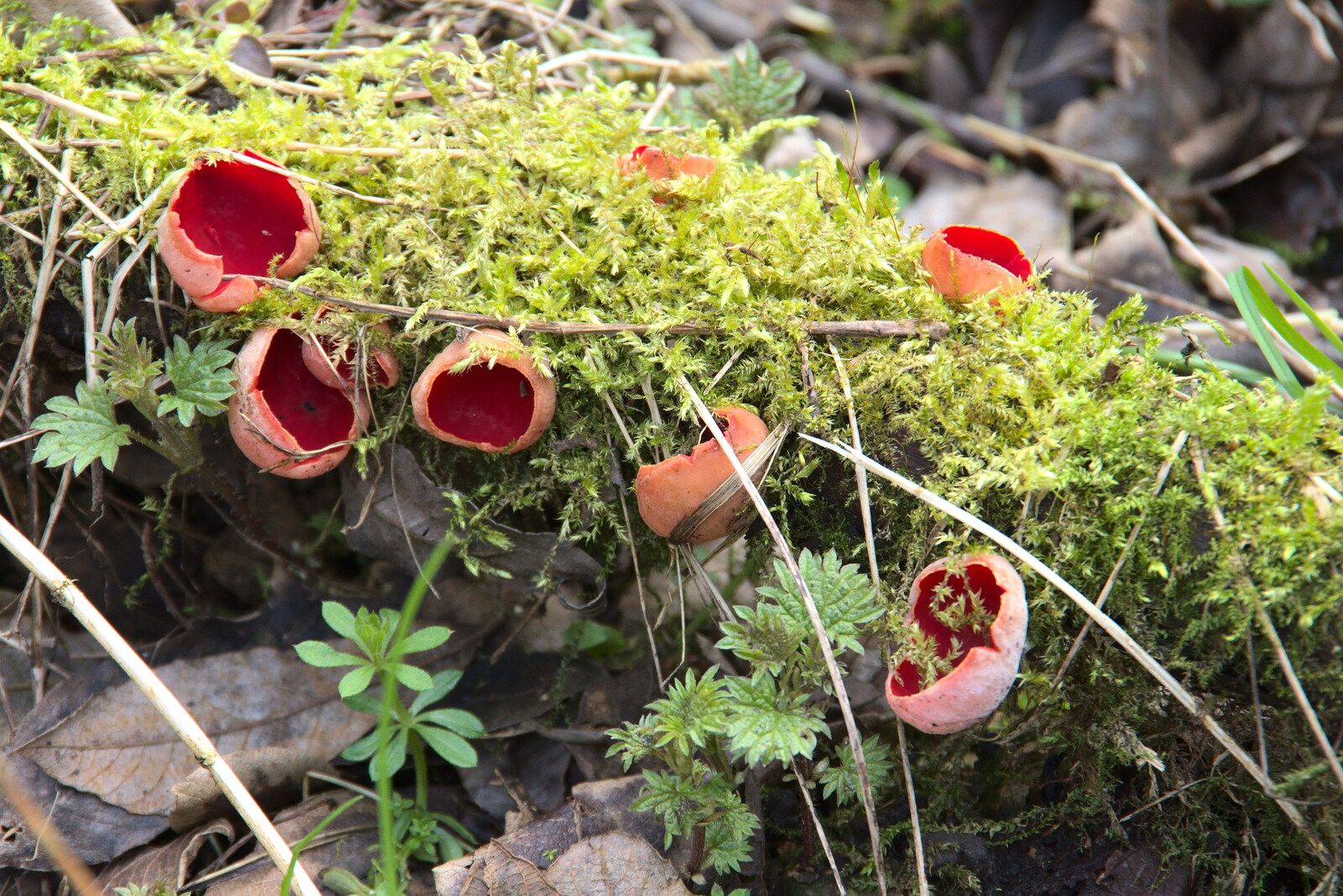 The Elf Cup mushrooms are everywhere along the path from Another Walk on Eye Airfield, Eye, Suffolk - 14th March 2021