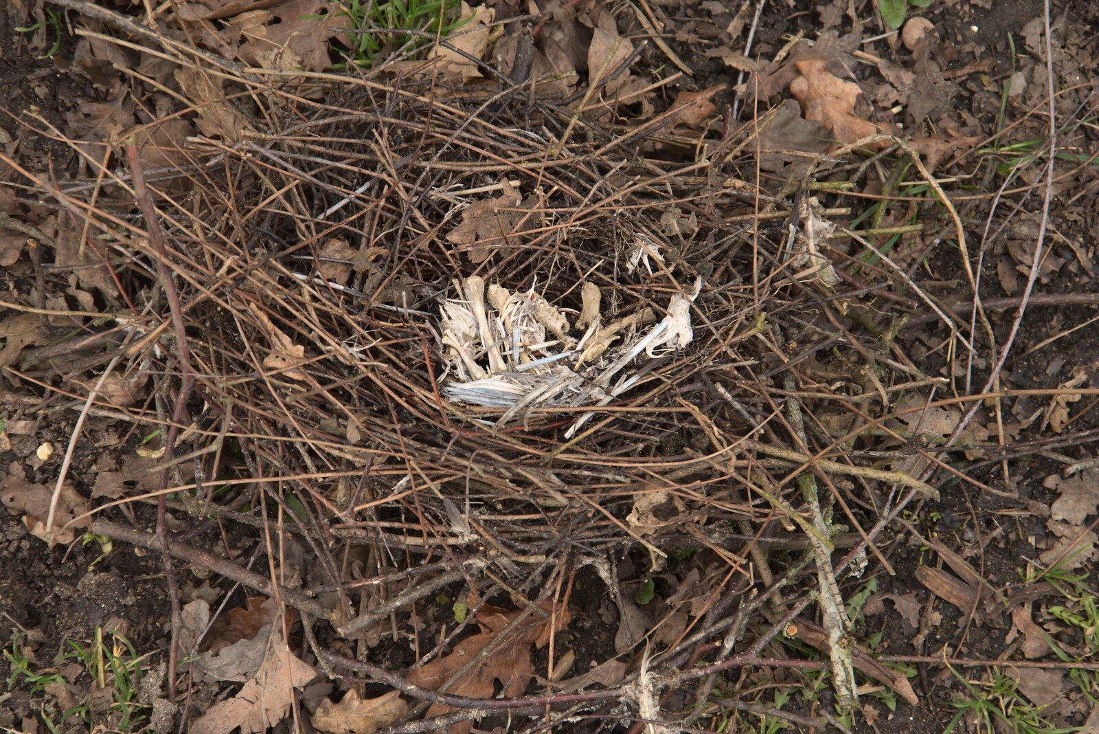 There's a bleached bird skeleton in a fallen nest from Another Walk on Eye Airfield, Eye, Suffolk - 14th March 2021