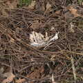 There's a bleached bird skeleton in a fallen nest, Another Walk on Eye Airfield, Eye, Suffolk - 14th March 2021