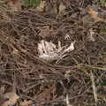 There's a bleached bird skeleton in a fallen nest, Another Walk on Eye Airfield, Eye, Suffolk - 14th March 2021