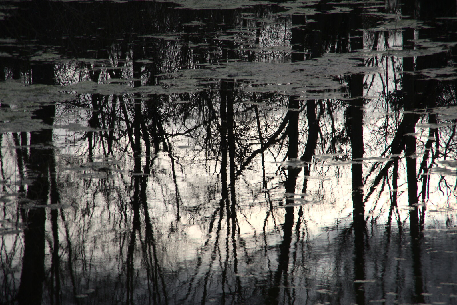 Trees are reflected in the new pond from The Oaksmere: 28 Weeks Later, Brome, Suffolk - 21st March 2021