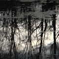 Trees are reflected in the new pond, The Oaksmere: 28 Weeks Later, Brome, Suffolk - 21st March 2021