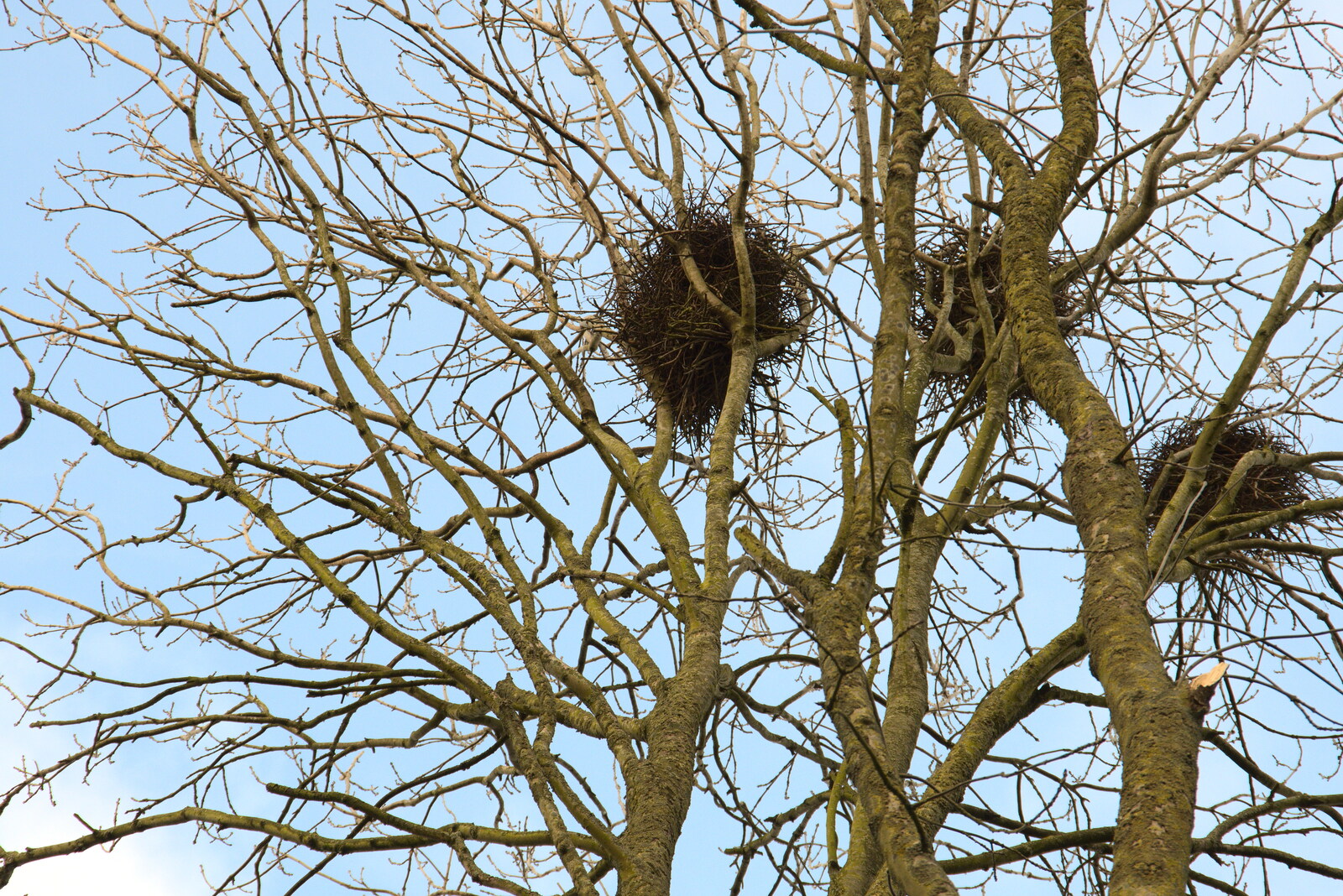 Crows' nests up a tree from The Oaksmere: 28 Weeks Later, Brome, Suffolk - 21st March 2021
