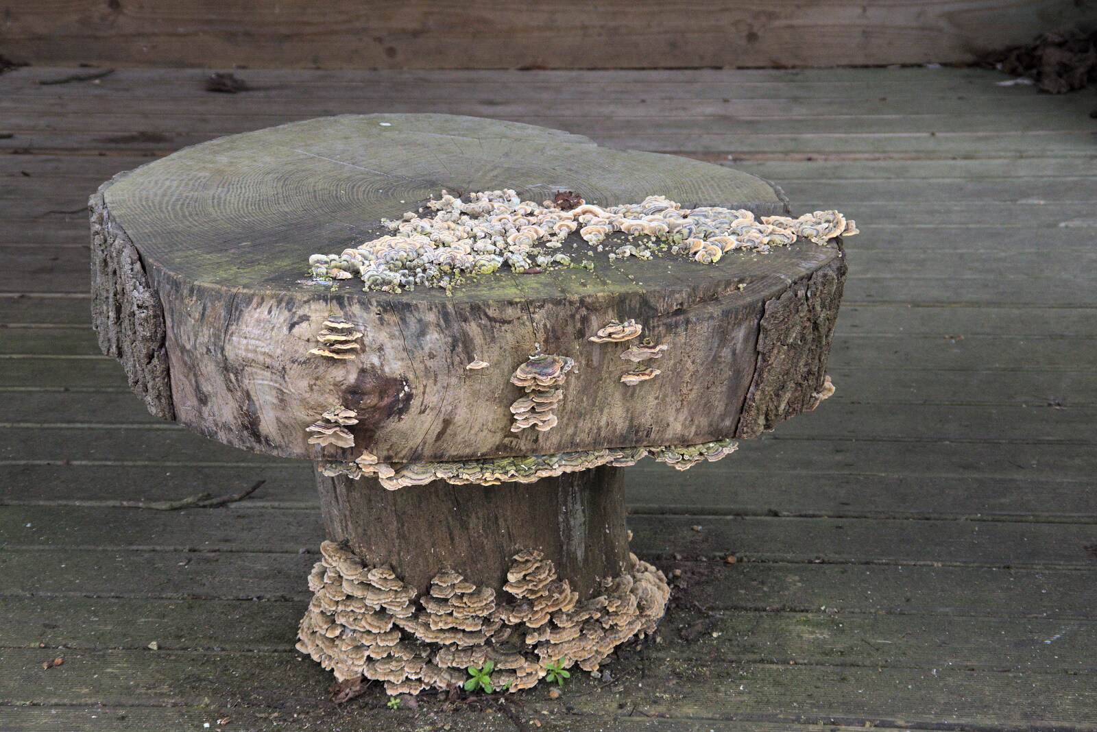 Fungus takes over a wooden table from The Oaksmere: 28 Weeks Later, Brome, Suffolk - 21st March 2021