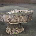 Fungus takes over a wooden table, The Oaksmere: 28 Weeks Later, Brome, Suffolk - 21st March 2021