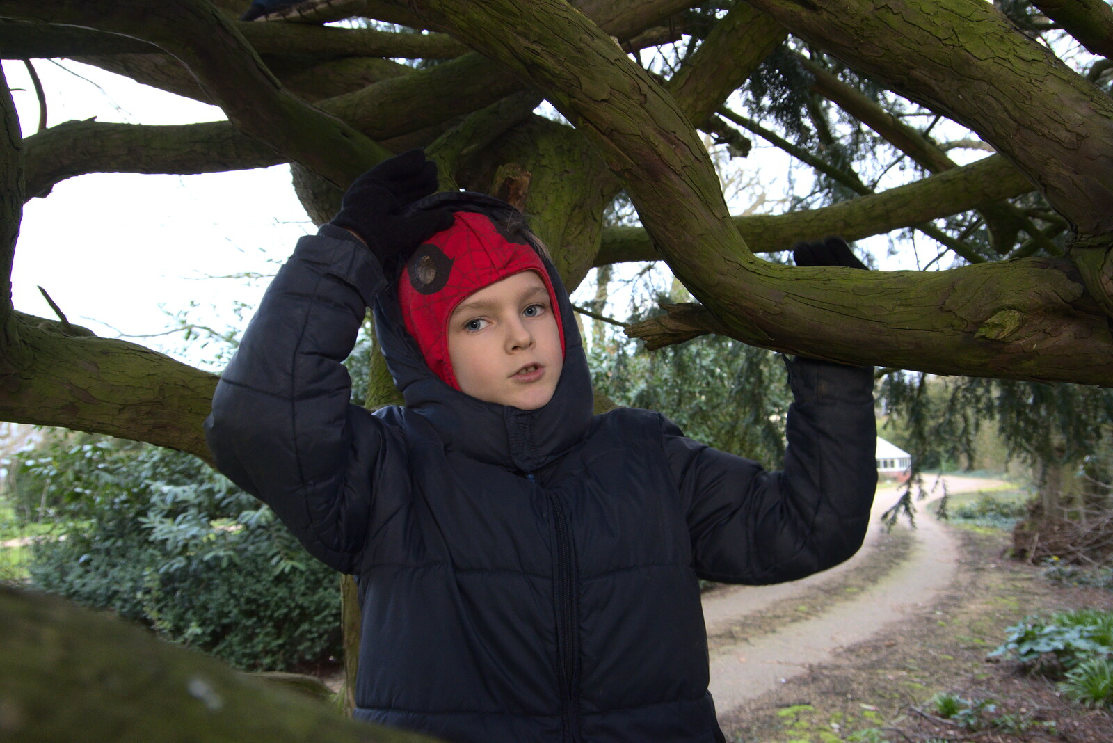 Harry's up a tree from The Oaksmere: 28 Weeks Later, Brome, Suffolk - 21st March 2021