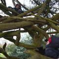 The boys climb the twisty climbey tree, The Oaksmere: 28 Weeks Later, Brome, Suffolk - 21st March 2021