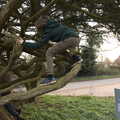 Fred up a tree, The Oaksmere: 28 Weeks Later, Brome, Suffolk - 21st March 2021