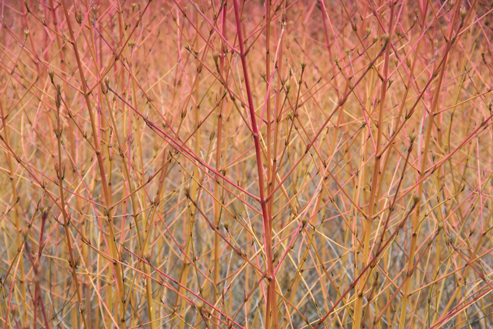 Red-tinged plants in the Winter Garden from A Return to Bressingham Steam and Gardens, Bressingham, Norfolk - 28th March 2021