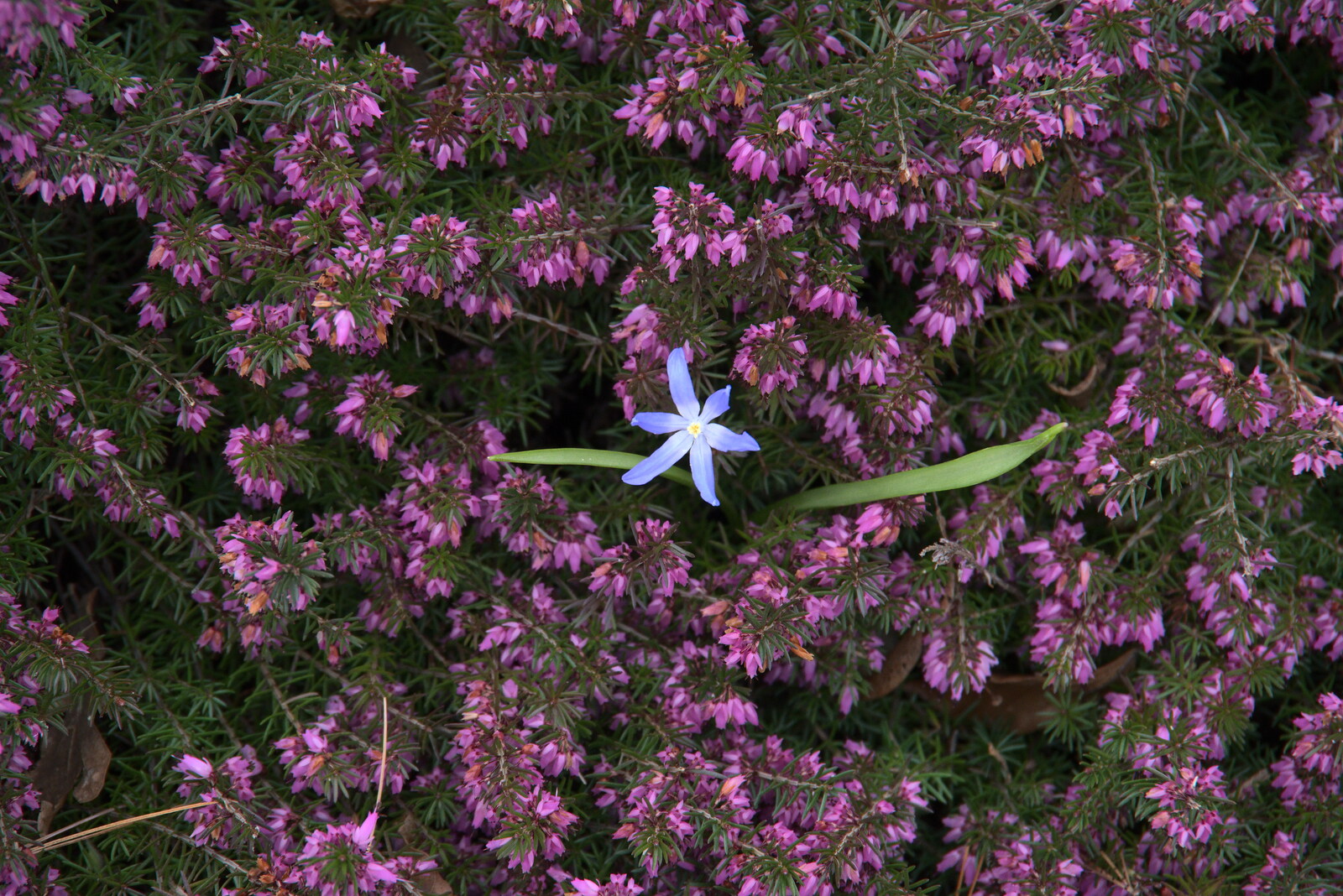 A small blue flower peeks out from A Return to Bressingham Steam and Gardens, Bressingham, Norfolk - 28th March 2021
