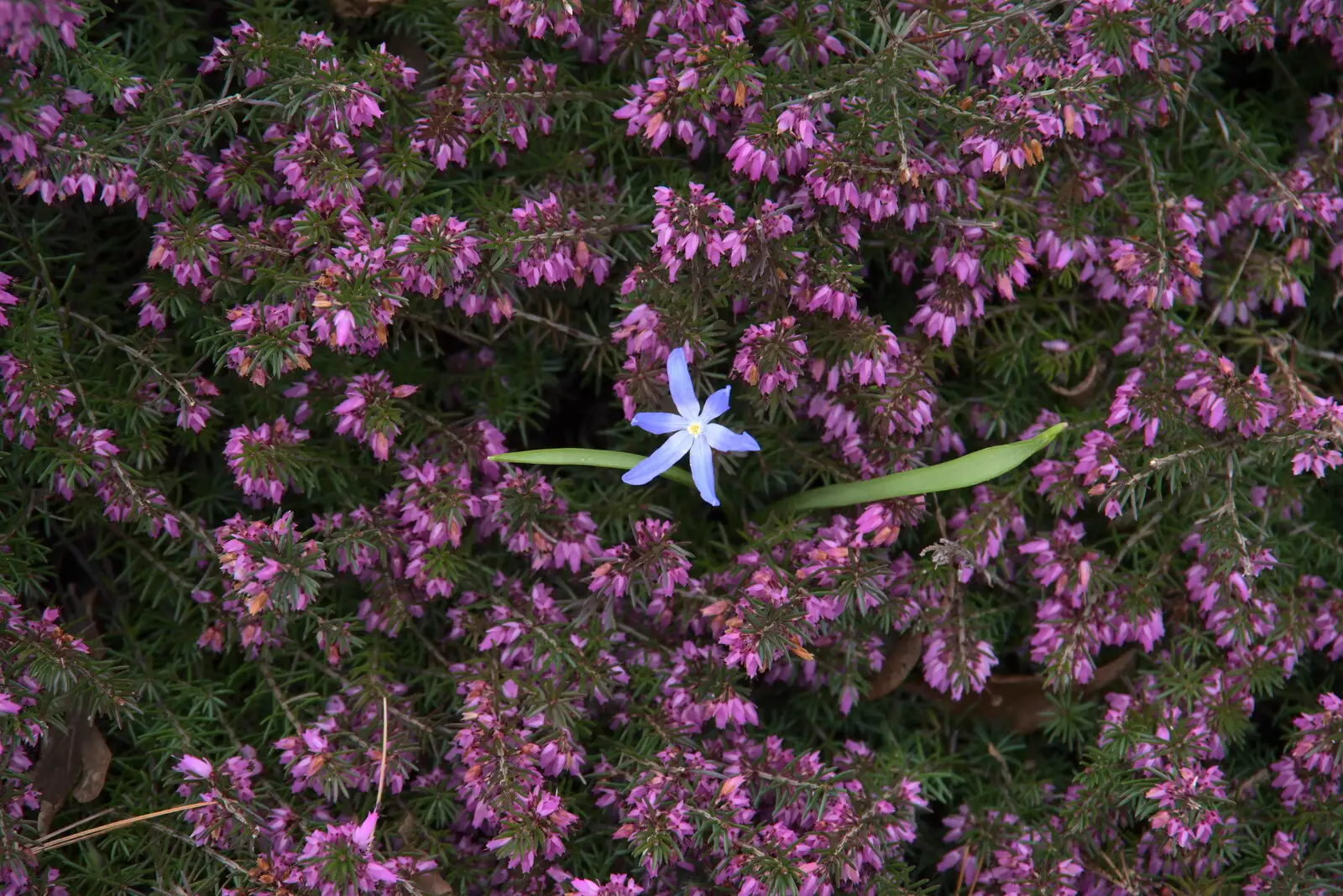 A small blue flower peeks out, from A Return to Bressingham Steam and Gardens, Bressingham, Norfolk - 28th March 2021