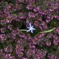 A small blue flower peeks out, A Return to Bressingham Steam and Gardens, Bressingham, Norfolk - 28th March 2021