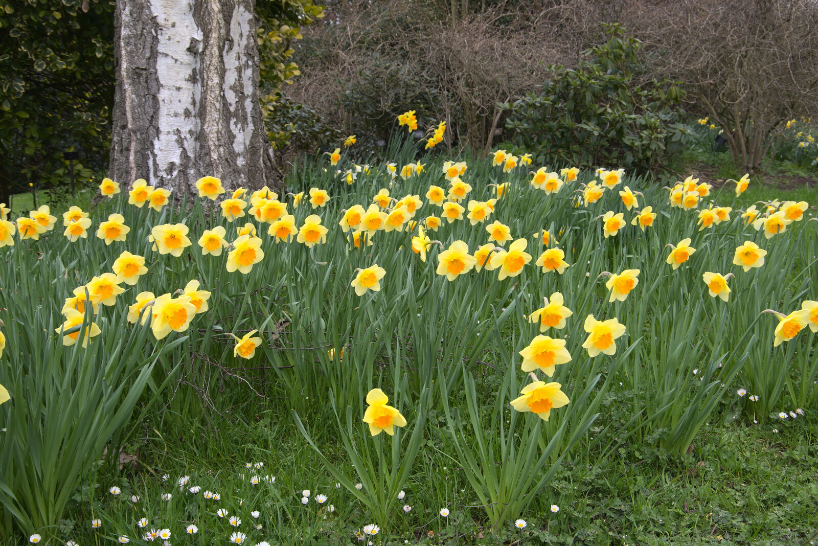 Sunny daffodils from A Return to Bressingham Steam and Gardens, Bressingham, Norfolk - 28th March 2021