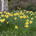 Sunny daffodils, A Return to Bressingham Steam and Gardens, Bressingham, Norfolk - 28th March 2021