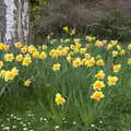 Sunny daffodils, A Return to Bressingham Steam and Gardens, Bressingham, Norfolk - 28th March 2021