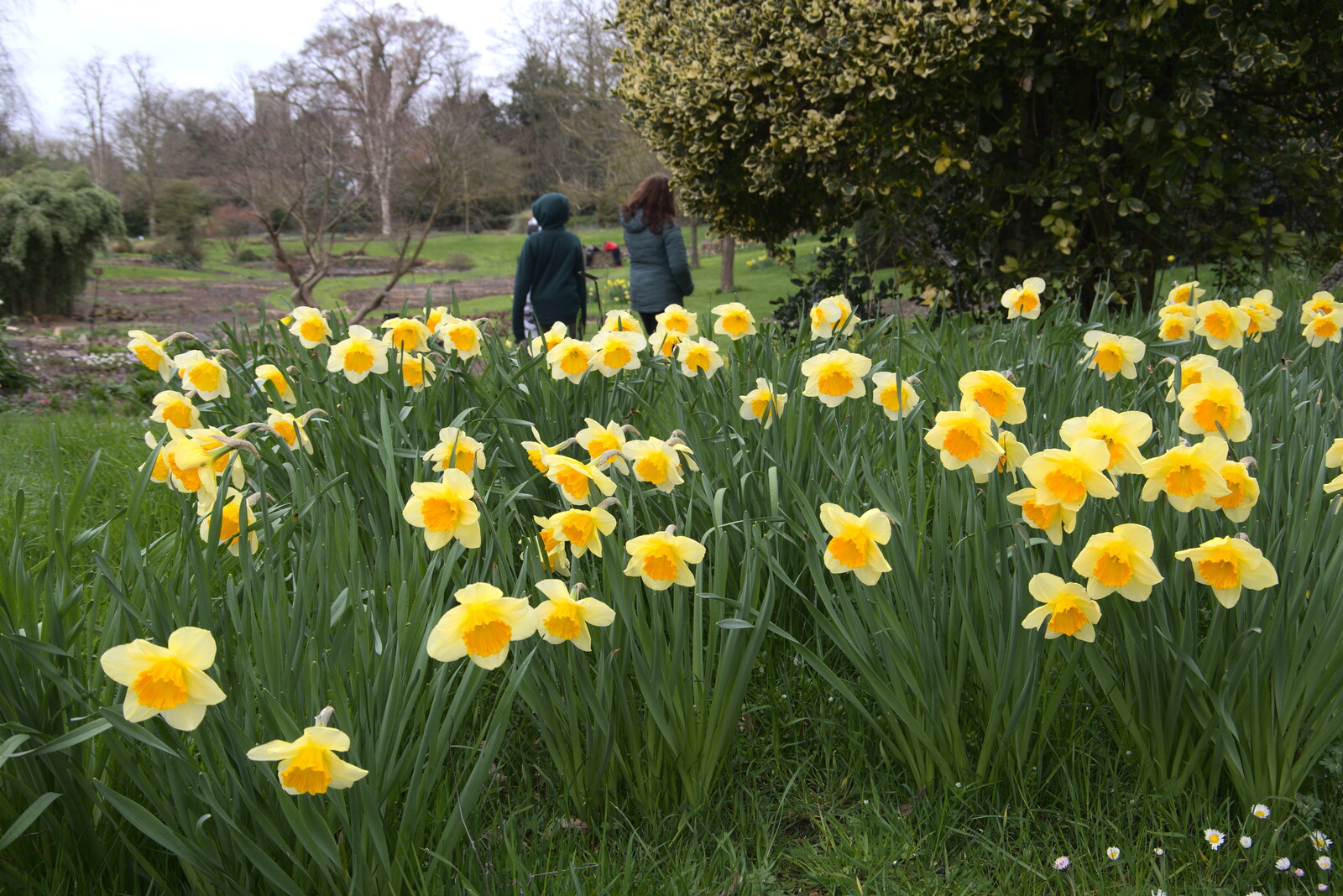 More daffodils from A Return to Bressingham Steam and Gardens, Bressingham, Norfolk - 28th March 2021