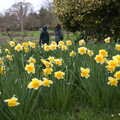 More daffodils, A Return to Bressingham Steam and Gardens, Bressingham, Norfolk - 28th March 2021