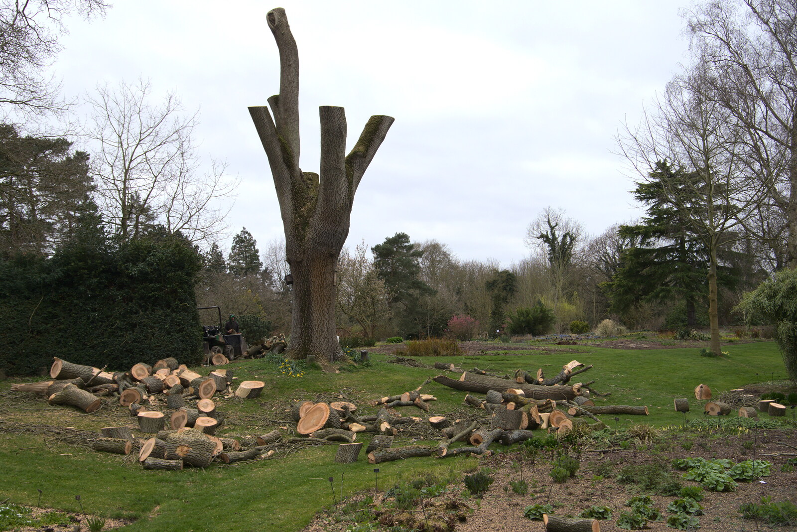 There's some tree surgery going on from A Return to Bressingham Steam and Gardens, Bressingham, Norfolk - 28th March 2021