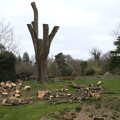 There's some tree surgery going on, A Return to Bressingham Steam and Gardens, Bressingham, Norfolk - 28th March 2021