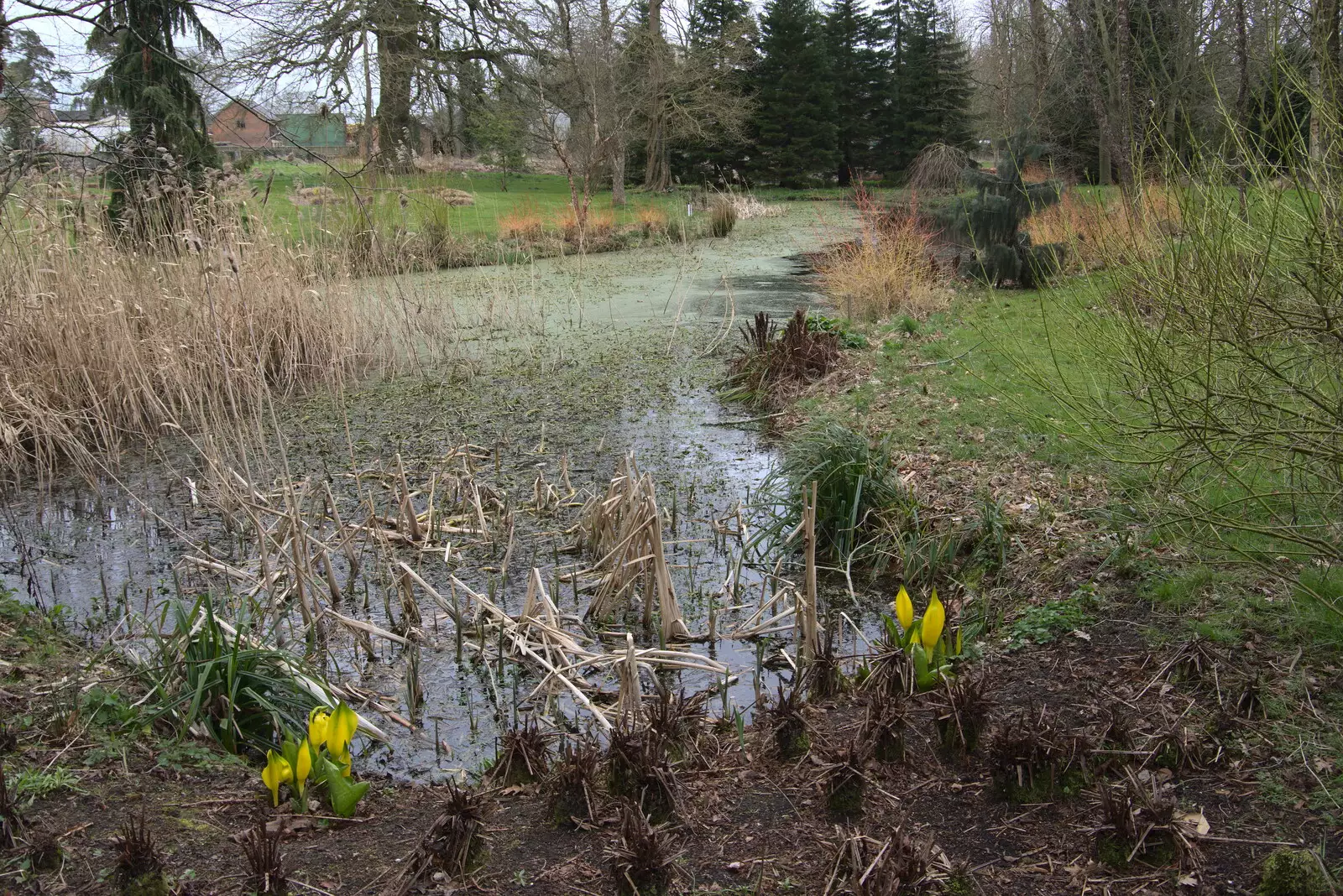 Another pond down in Foggy Bottom, from A Return to Bressingham Steam and Gardens, Bressingham, Norfolk - 28th March 2021