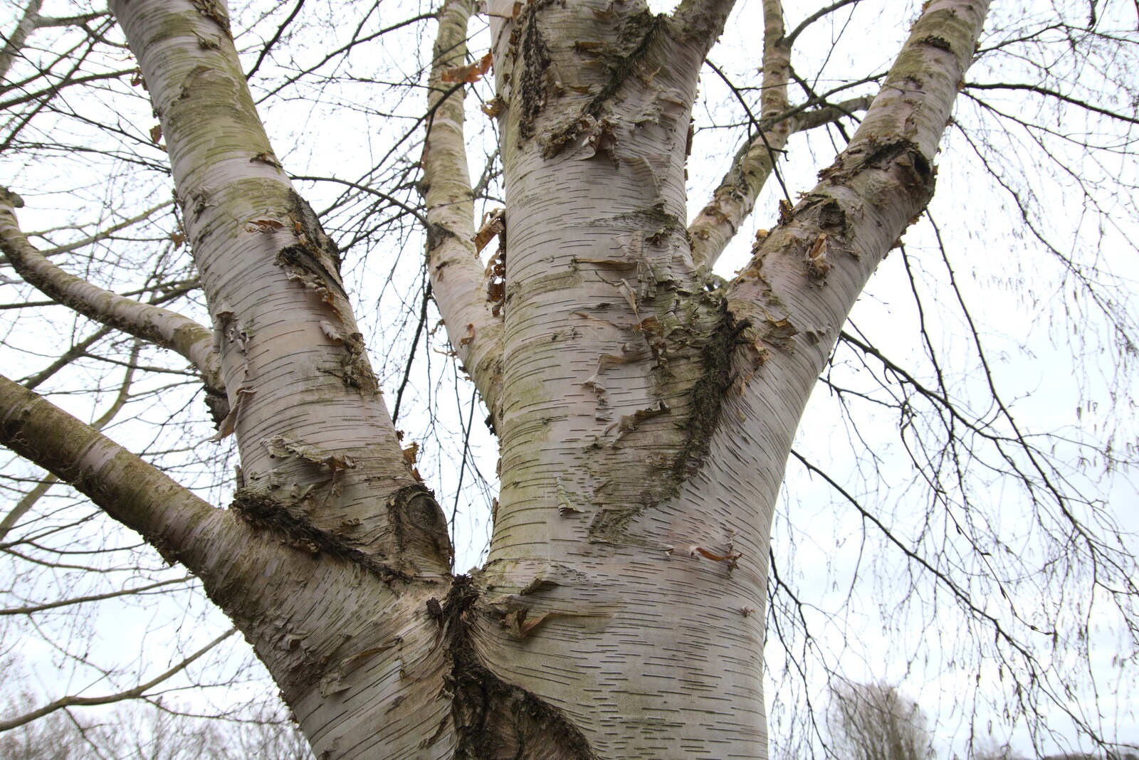 Nice silver birch bark from A Return to Bressingham Steam and Gardens, Bressingham, Norfolk - 28th March 2021