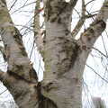 Nice silver birch bark, A Return to Bressingham Steam and Gardens, Bressingham, Norfolk - 28th March 2021