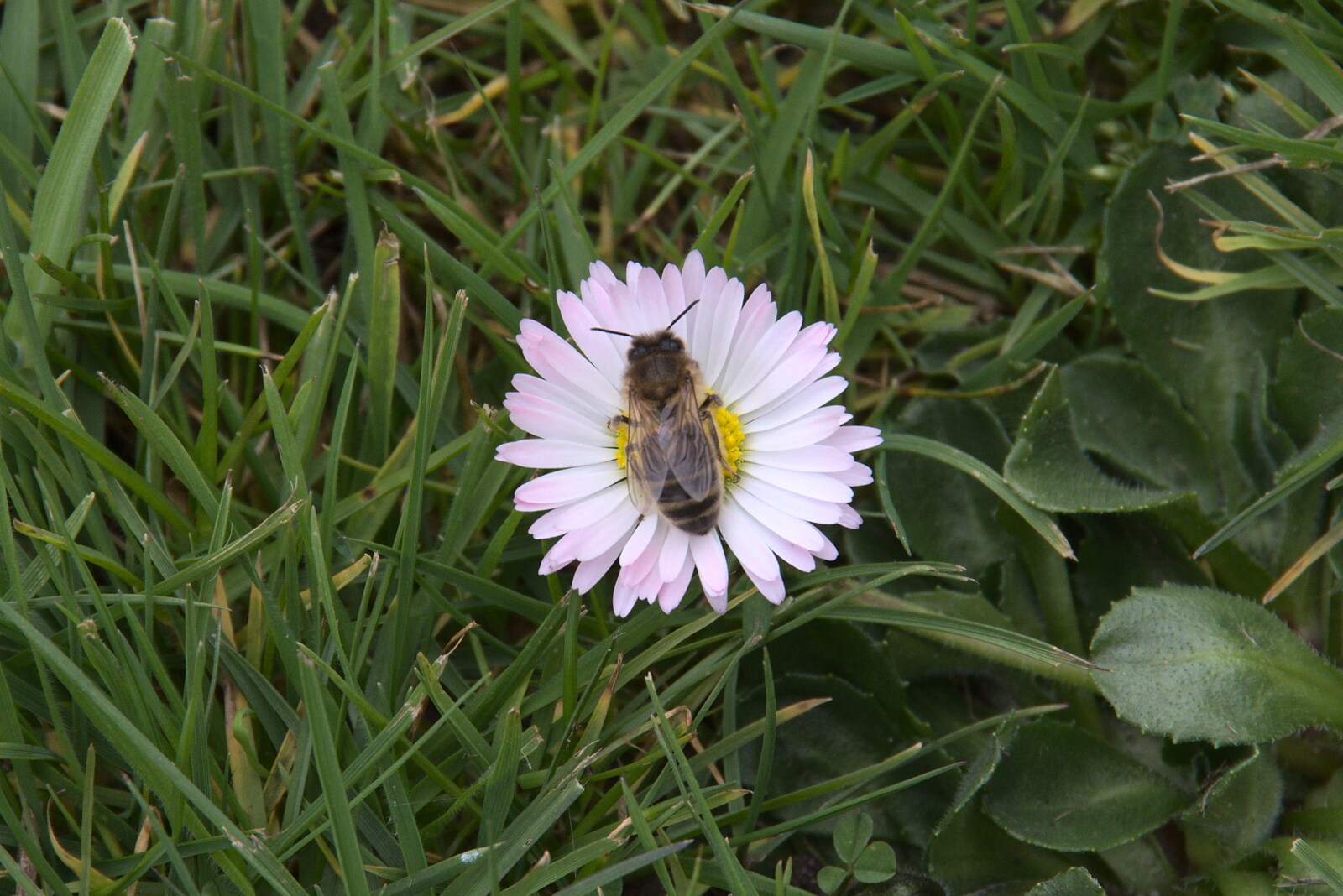 A bee on a daisy from A Return to Bressingham Steam and Gardens, Bressingham, Norfolk - 28th March 2021