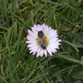 A bee on a daisy, A Return to Bressingham Steam and Gardens, Bressingham, Norfolk - 28th March 2021