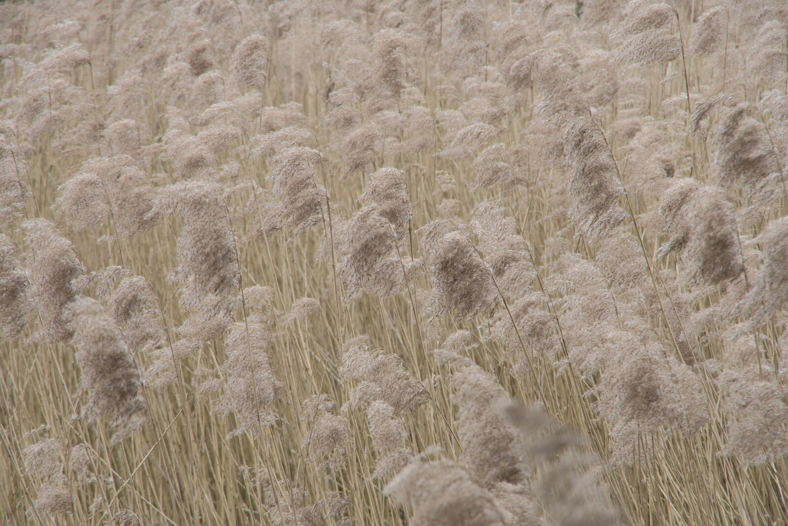 A field of pampas grass waves in the wind from A Return to Bressingham Steam and Gardens, Bressingham, Norfolk - 28th March 2021