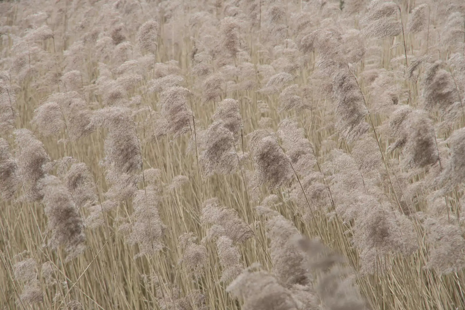 A field of pampas grass waves in the wind, from A Return to Bressingham Steam and Gardens, Bressingham, Norfolk - 28th March 2021