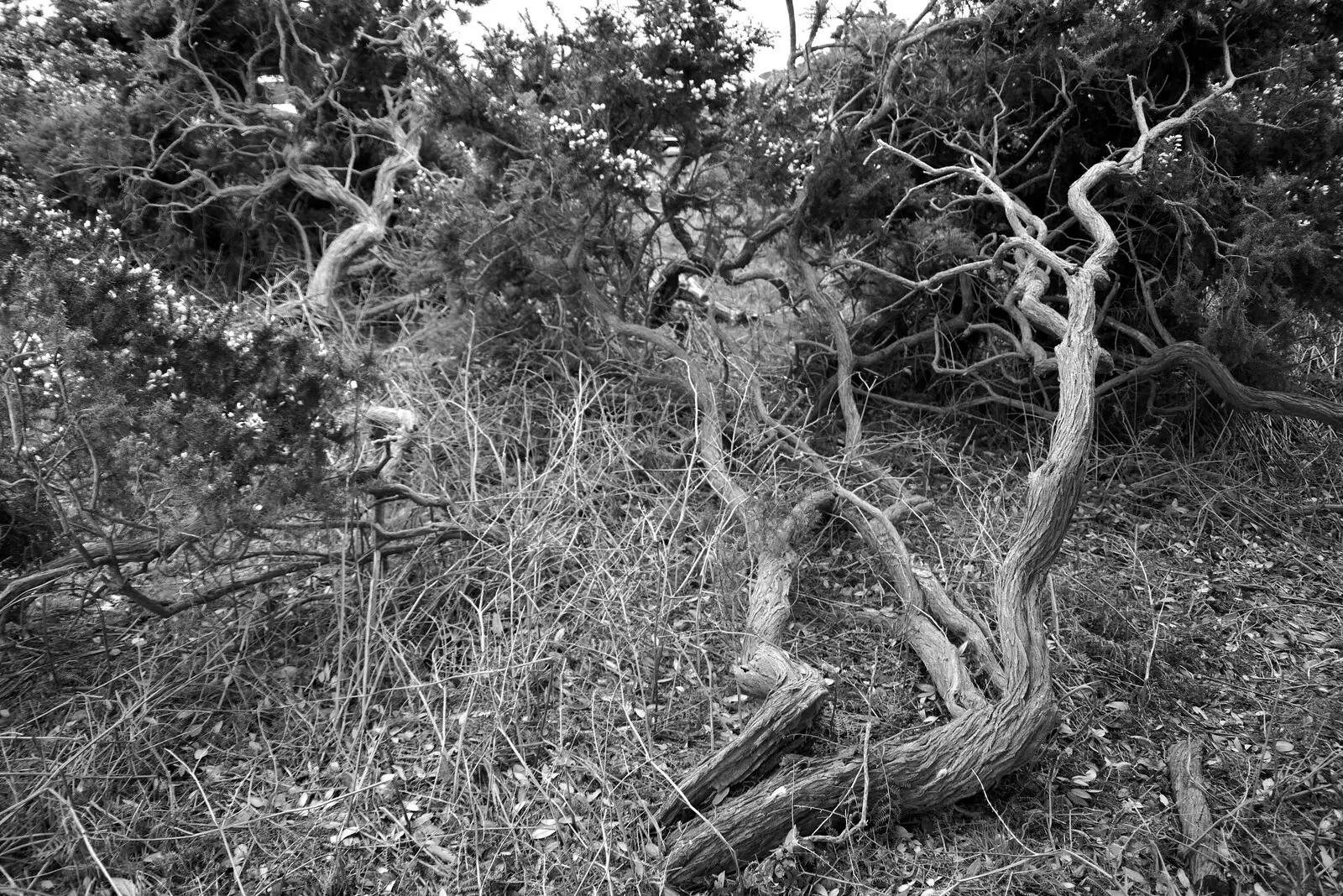 Gnarly gorse bushes, from A Trip to Dunwich Beach, Dunwich, Suffolk - 2nd April 2021