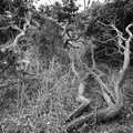 Gnarly gorse bushes, A Trip to Dunwich Beach, Dunwich, Suffolk - 2nd April 2021