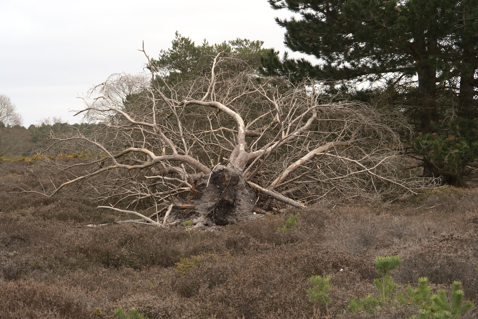 A blown-over tree from A Trip to Dunwich Beach, Dunwich, Suffolk - 2nd April 2021