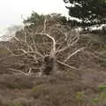 A blown-over tree, A Trip to Dunwich Beach, Dunwich, Suffolk - 2nd April 2021