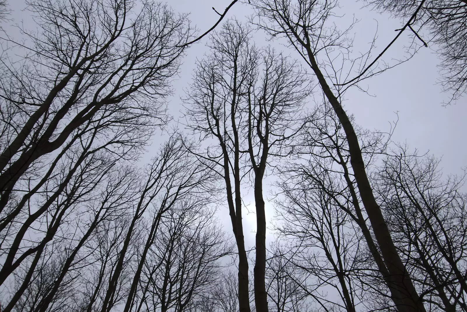 Bare trees reach up to the grey sky, from A Trip to Dunwich Beach, Dunwich, Suffolk - 2nd April 2021