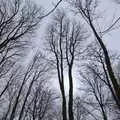 Bare trees reach up to the grey sky, A Trip to Dunwich Beach, Dunwich, Suffolk - 2nd April 2021