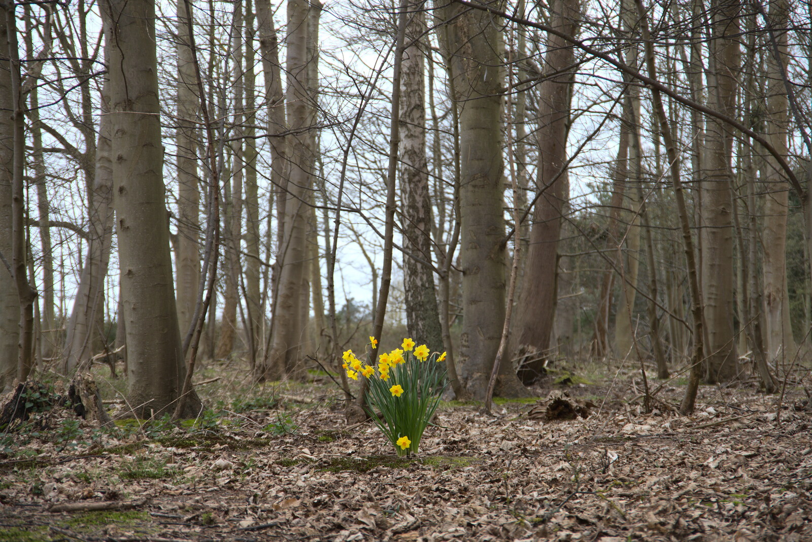 A solitary bunch of daffodils in the woods from A Trip to Dunwich Beach, Dunwich, Suffolk - 2nd April 2021