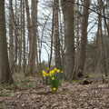 A solitary bunch of daffodils in the woods, A Trip to Dunwich Beach, Dunwich, Suffolk - 2nd April 2021