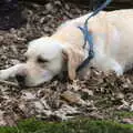 Dave has a little rest, A Trip to Dunwich Beach, Dunwich, Suffolk - 2nd April 2021