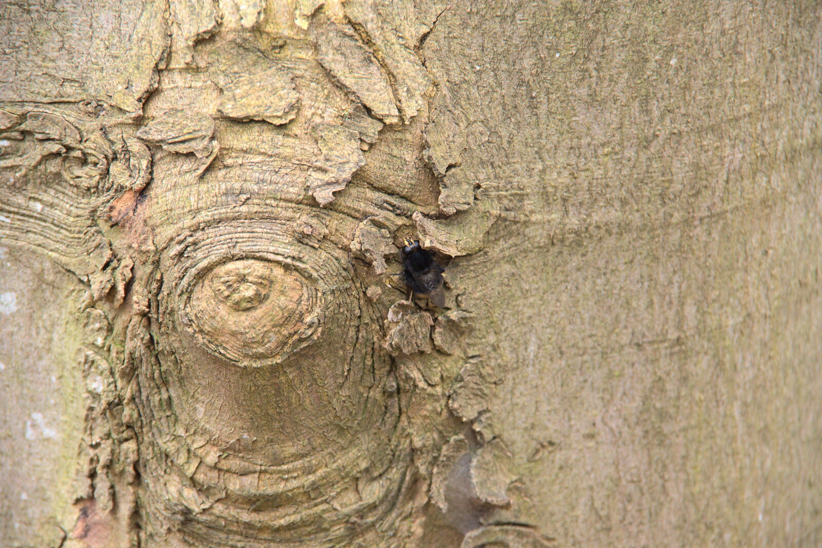 A bee crawls around on a tree from A Trip to Dunwich Beach, Dunwich, Suffolk - 2nd April 2021
