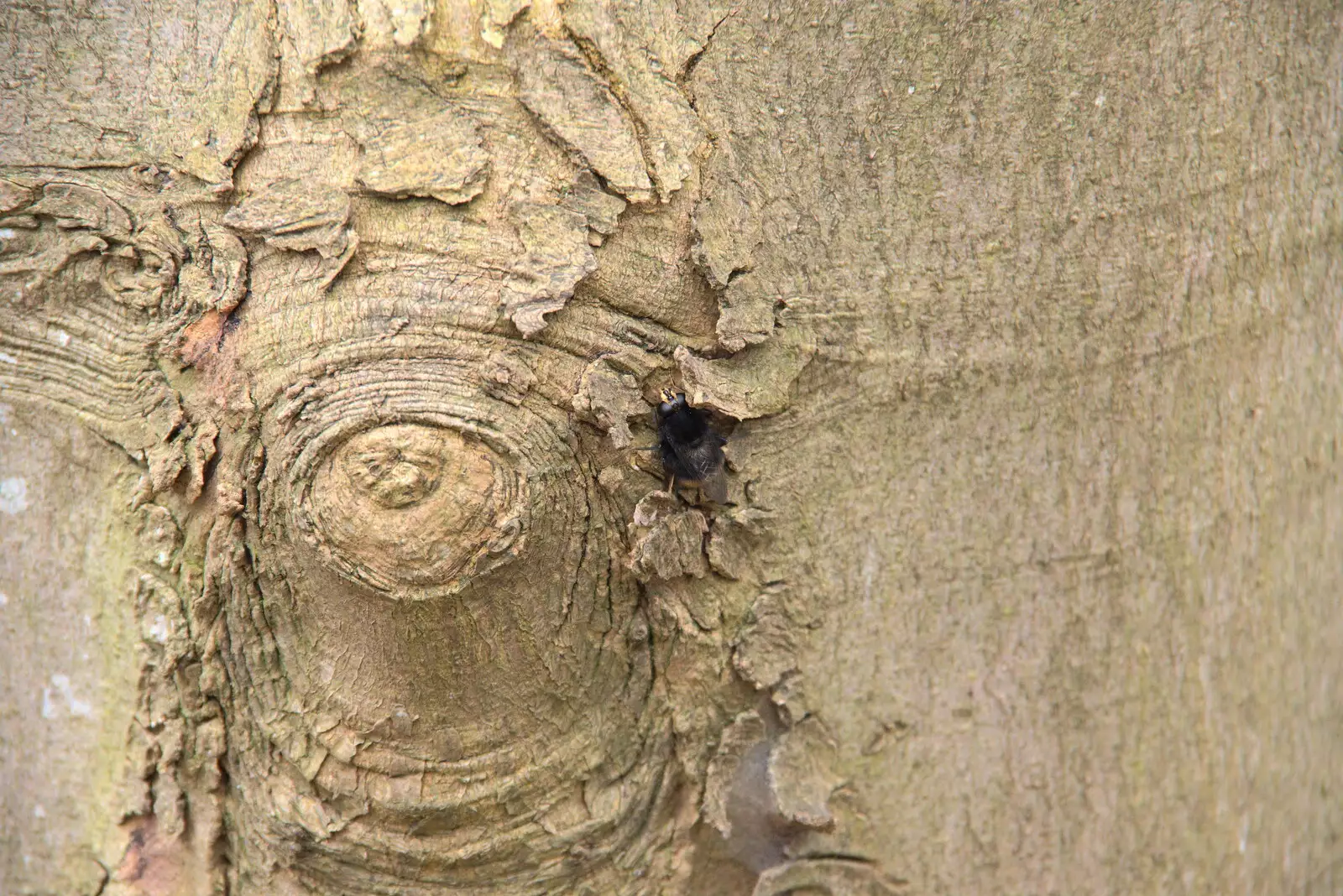 A bee crawls around on a tree, from A Trip to Dunwich Beach, Dunwich, Suffolk - 2nd April 2021