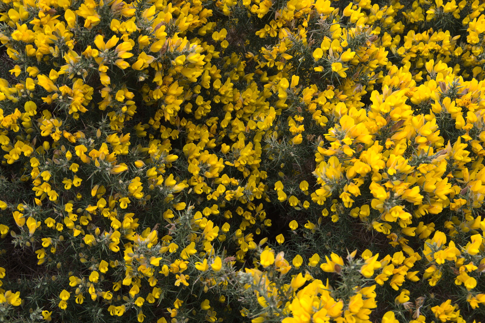 The gorse is in bloom from A Trip to Dunwich Beach, Dunwich, Suffolk - 2nd April 2021