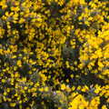 The gorse is in bloom, A Trip to Dunwich Beach, Dunwich, Suffolk - 2nd April 2021