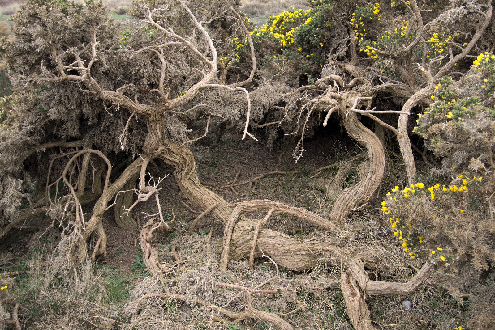 More gnarly gorse from A Trip to Dunwich Beach, Dunwich, Suffolk - 2nd April 2021