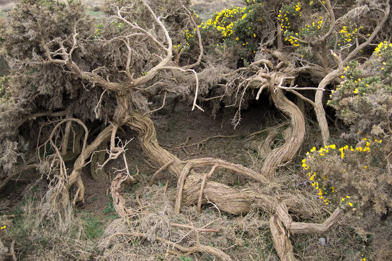 More gnarly gorse, from A Trip to Dunwich Beach, Dunwich, Suffolk - 2nd April 2021