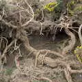 More gnarly gorse, A Trip to Dunwich Beach, Dunwich, Suffolk - 2nd April 2021